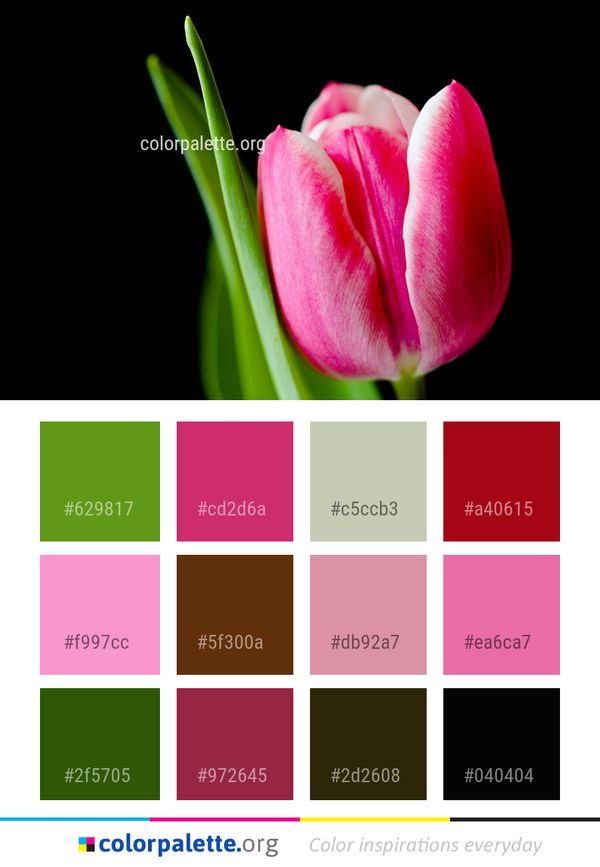 Flower Tulip Pink Color Palette