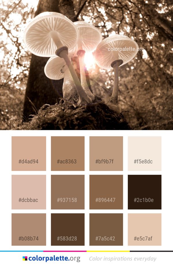 Mushroom Fungus Tree Color Palette