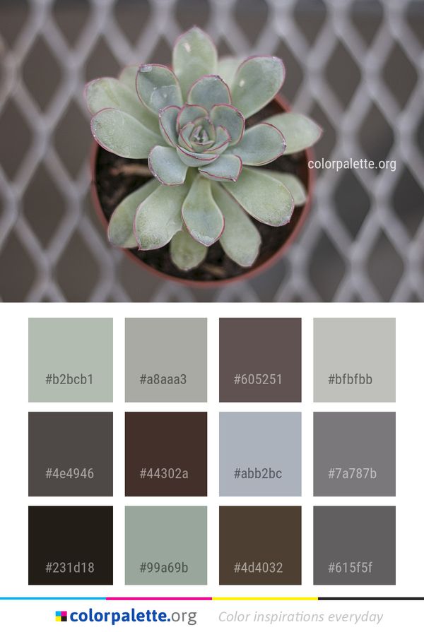 Plant Flower Flora Color Palette