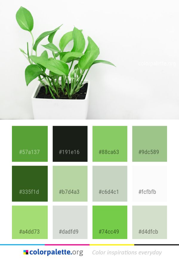 Plant Leaf Flowerpot Color Palette
