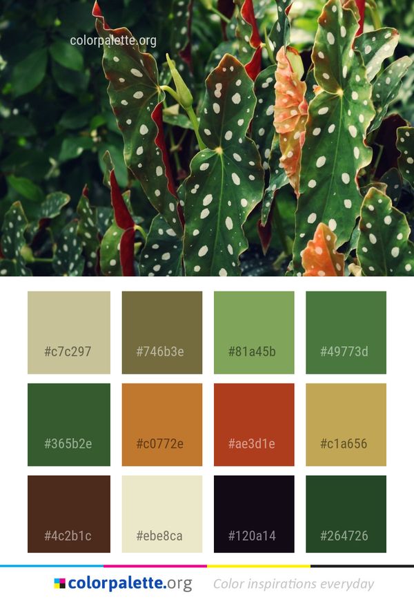 Plant Vegetation Leaf Color Palette