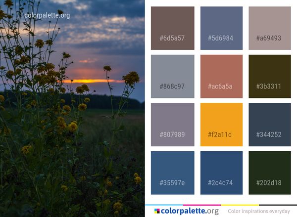 Sky Flower Wildflower Color Palette