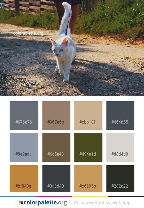 Cat Mammal Fauna Color Palette