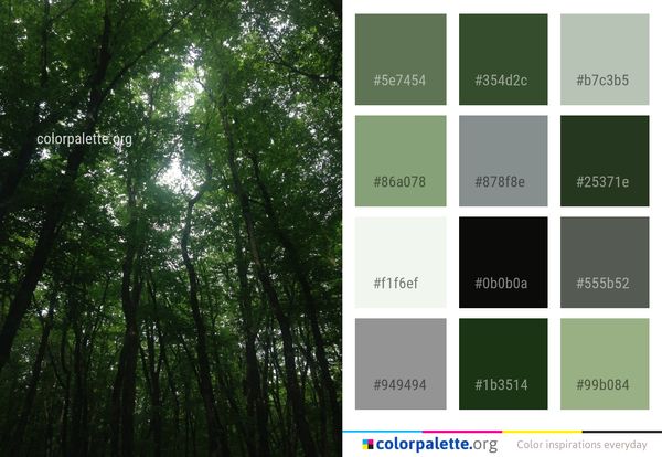 Forest Tree Vegetation Color Palette