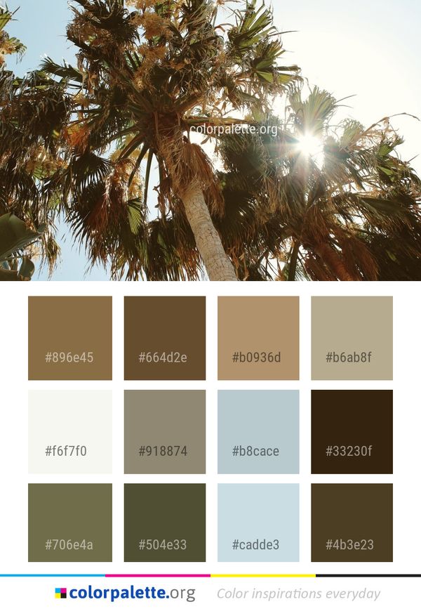 Tree Borassus Flabellifer Arecales Color Palette
