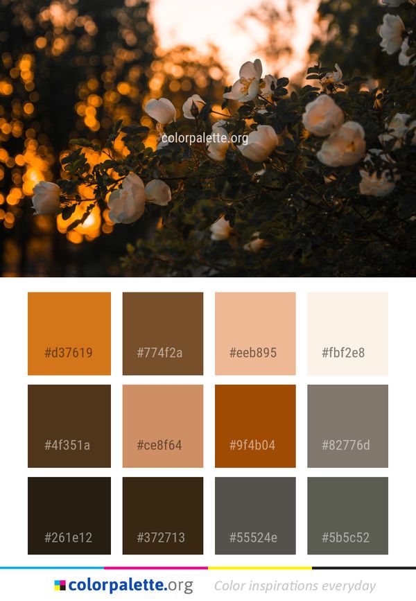 Tree Sunlight Branch Color Palette