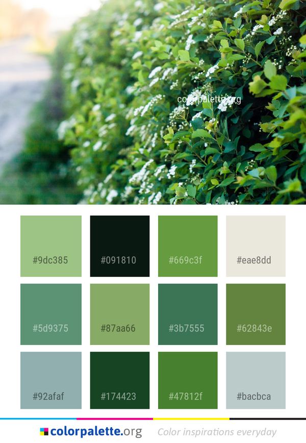 Vegetation Leaf Plant Color Palette