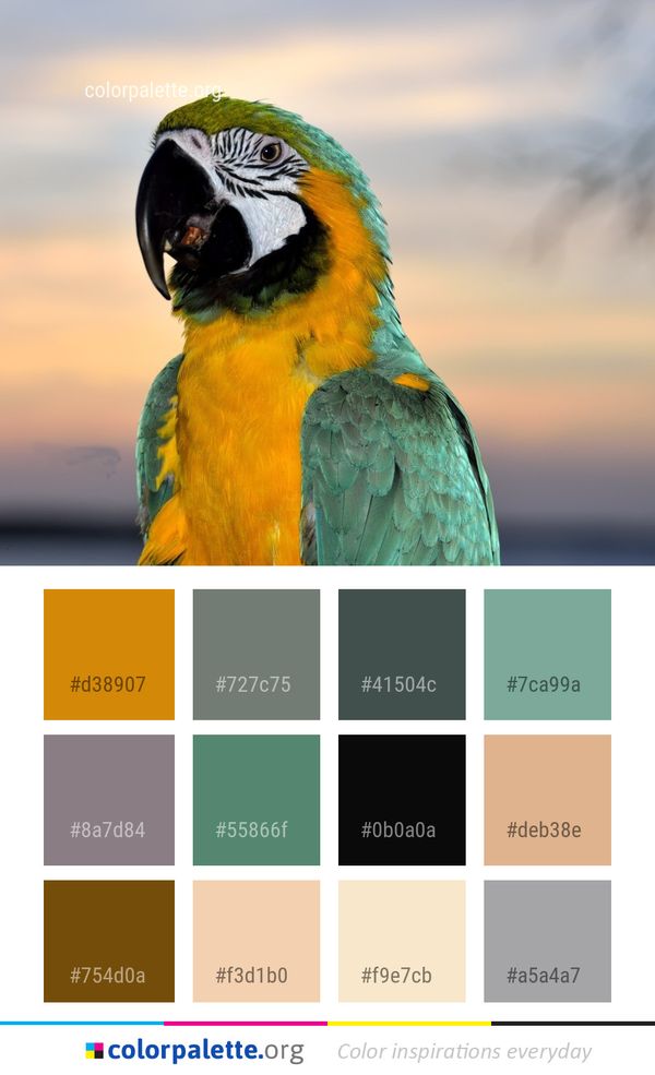 Bird Beak Parrot Color Palette