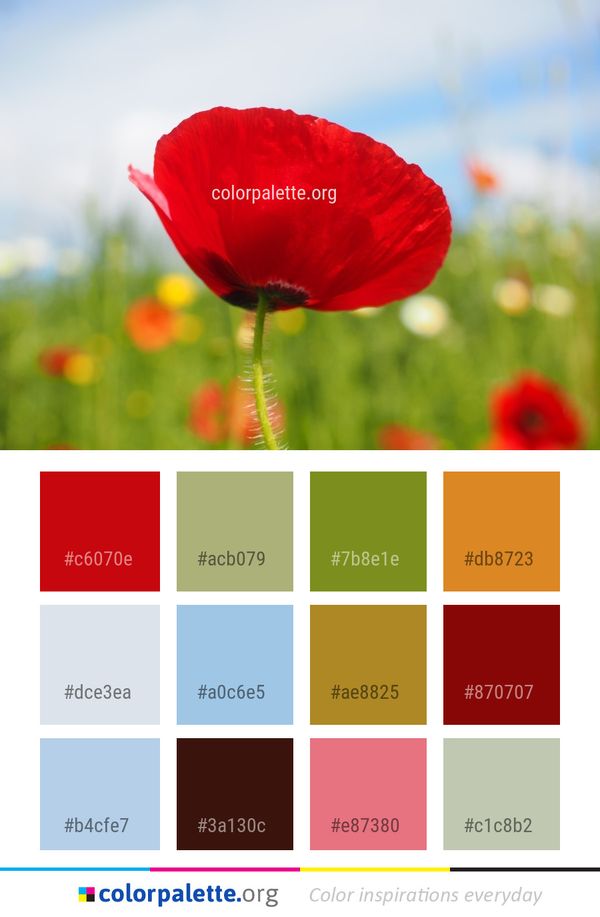Flower Red Wildflower Color Palette