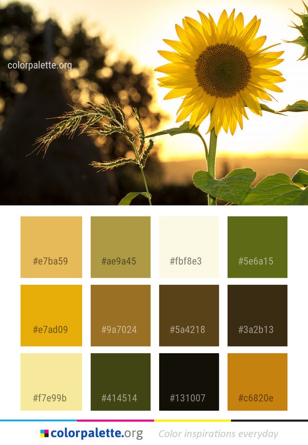 Flower Sunflower Yellow Color Palette