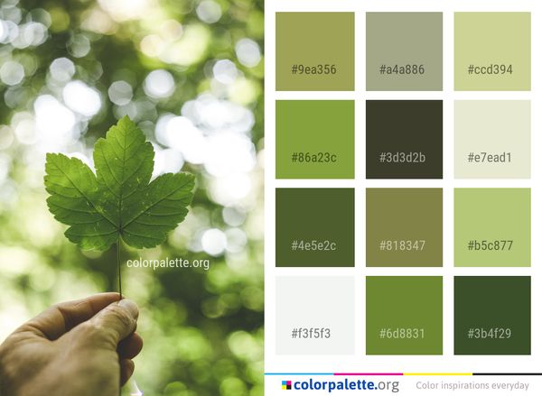 Leaf Green Close Up Color Palette