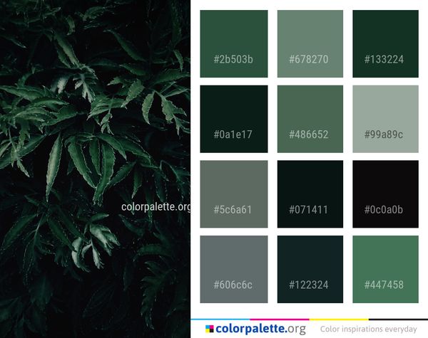 Leaf Plant Vegetation Color Palette