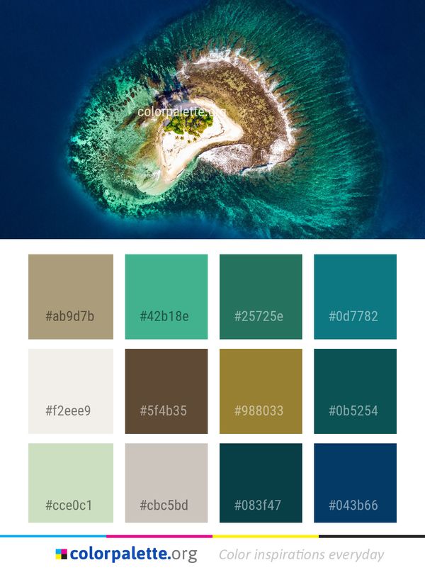 Organism Marine Biology Underwater Color Palette