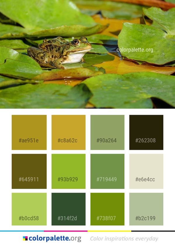 Ranidae Amphibian Frog Color Palette