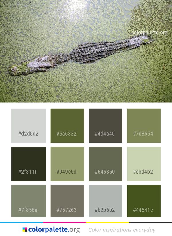 Crocodilia Crocodile Fauna Color Palette