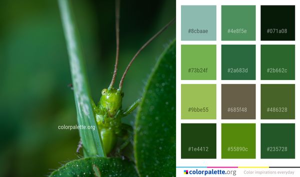 Insect Grasshopper Macro Photography Color Palette