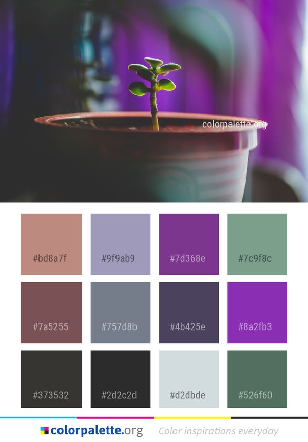 Purple Flower Macro Photography Color Palette