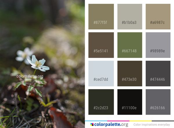 Flora Flower Plant Color Palette