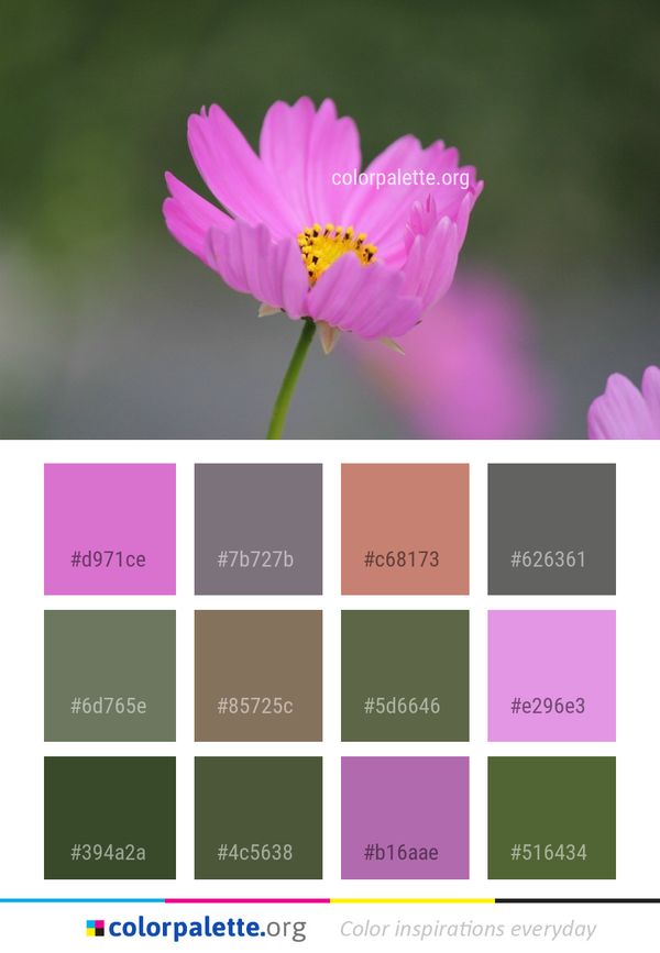 Flower Garden Cosmos Pink Color Palette