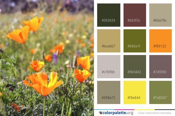 Flower Wildflower Eschscholzia Californica Color Palette