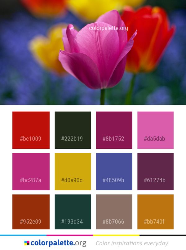 Flower Wildflower Flowering Plant Color Palette