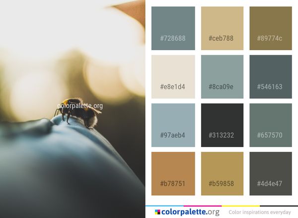 Insect Macro Photography Close Up Color Palette