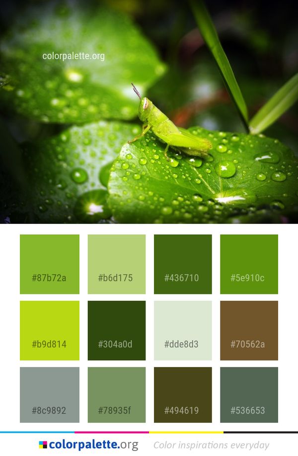 Water Green Drop Color Palette