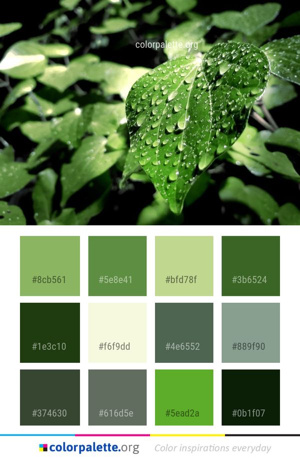 Water Green Leaf Color Palette