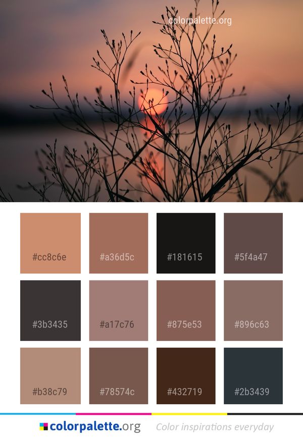 Branch Sky Sunrise Color Palette