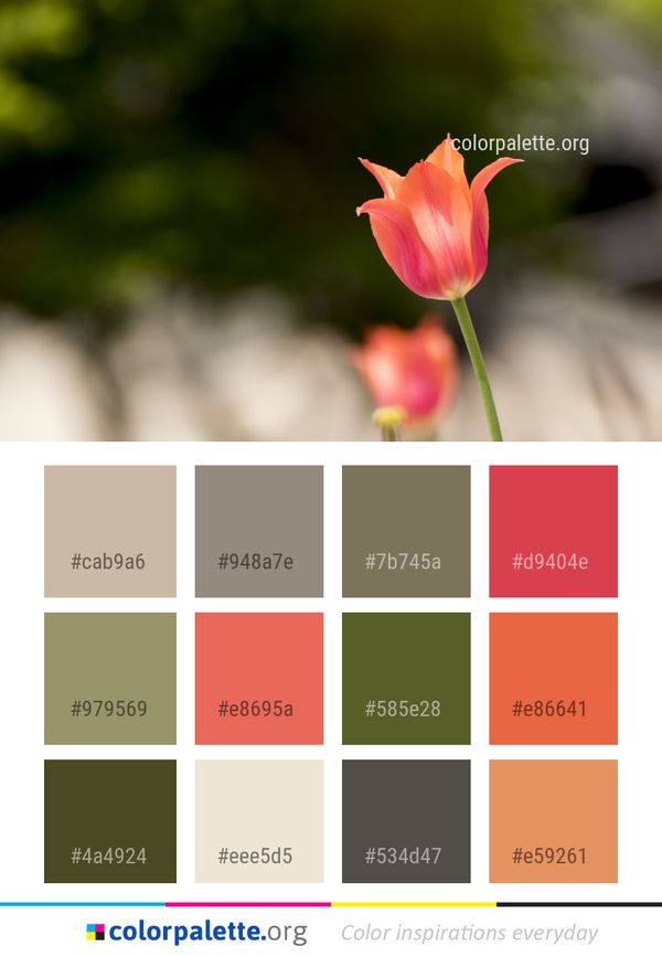Flower Plant Flora Color Palette
