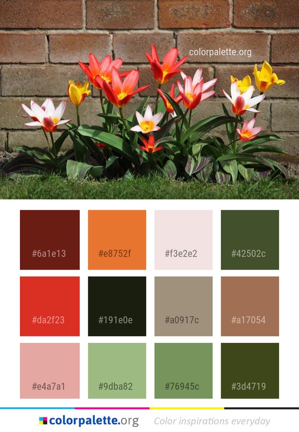 Flower Plant Flowering Color Palette
