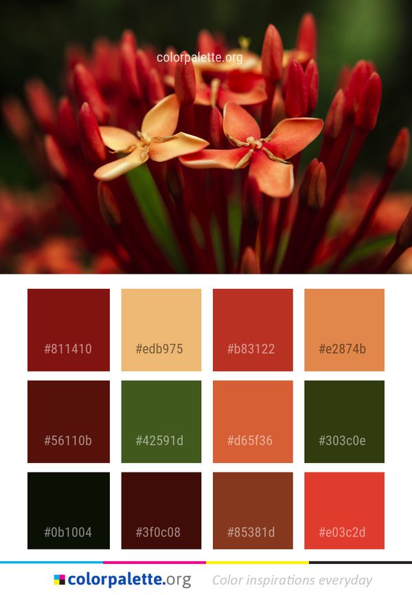Flower Red Flora Color Palette