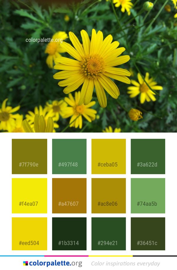 Flower Yellow Flora Color Palette