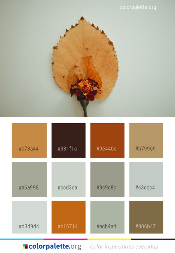 Leaf Petal Color Palette