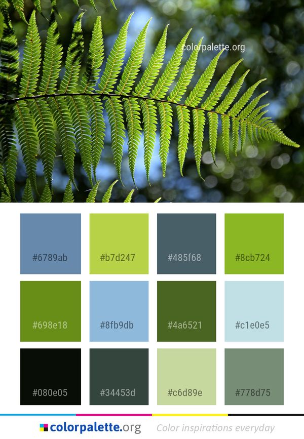 Vegetation Plant Ferns And Horsetails Color Palette