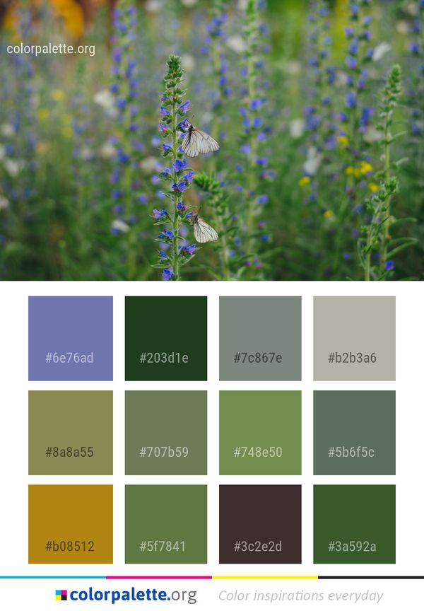 Flora Plant Hyssopus Color Palette