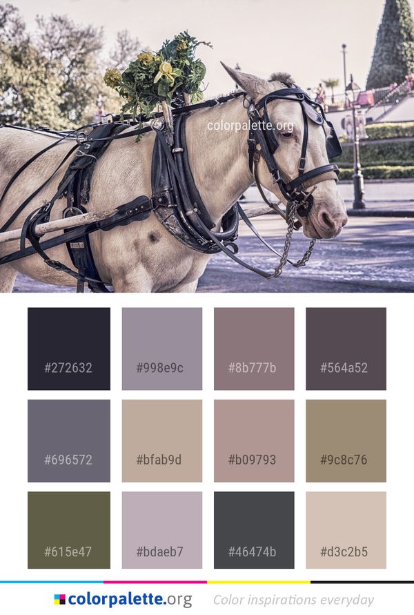 Horse Harness Carriage Color Palette