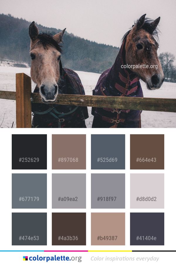 Horse Snow Like Mammal Color Palette