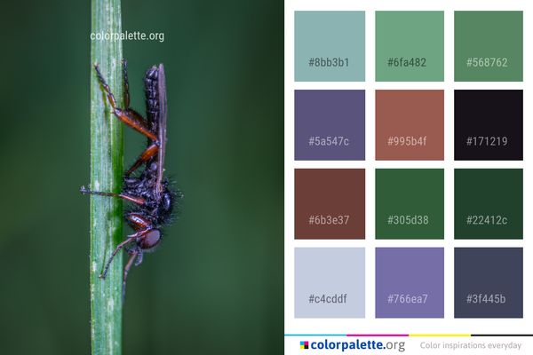 Insect Damselfly Macro Photography Color Palette