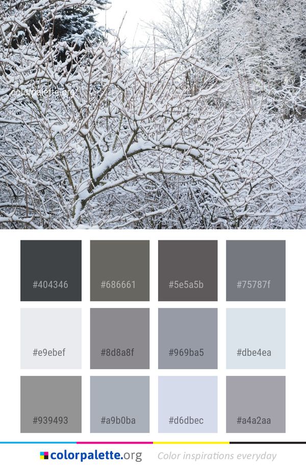 Snow Branch Winter Color Palette