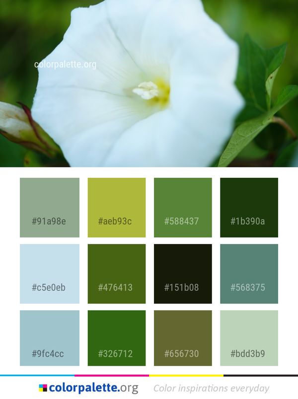 White Flower Flora Color Palette