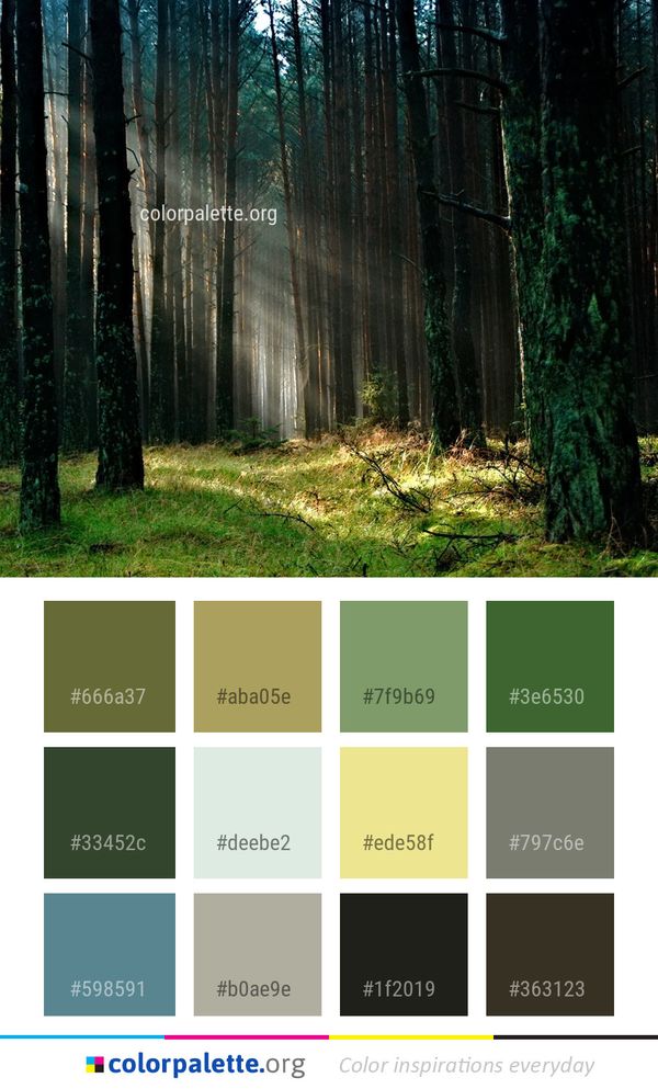 Forest Spruce Fir Ecosystem Color Palette