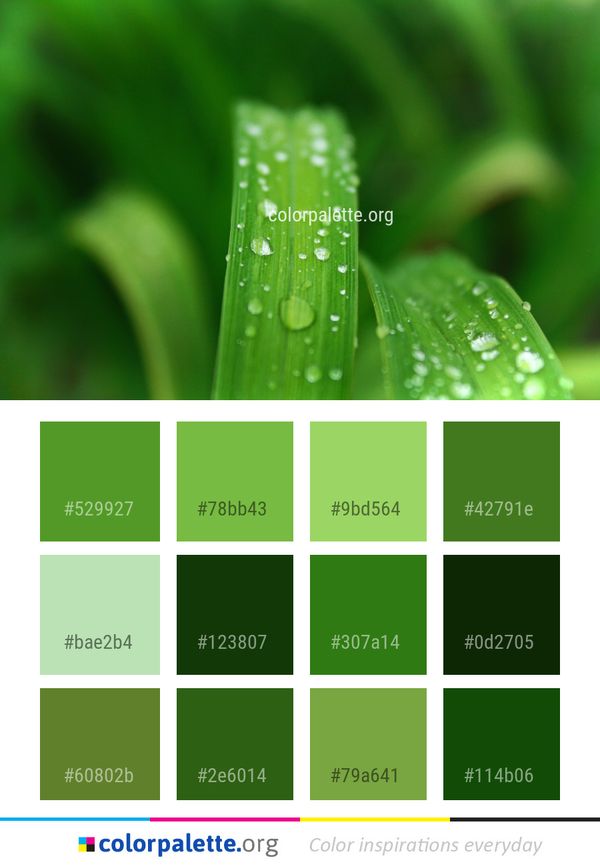 Dew Water Green Color Palette