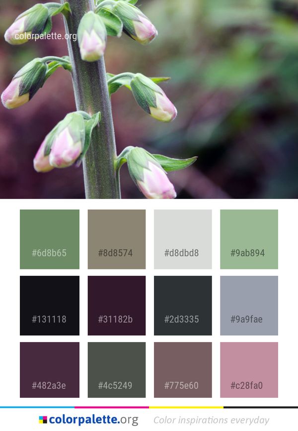 Flora Plant Flower Color Palette