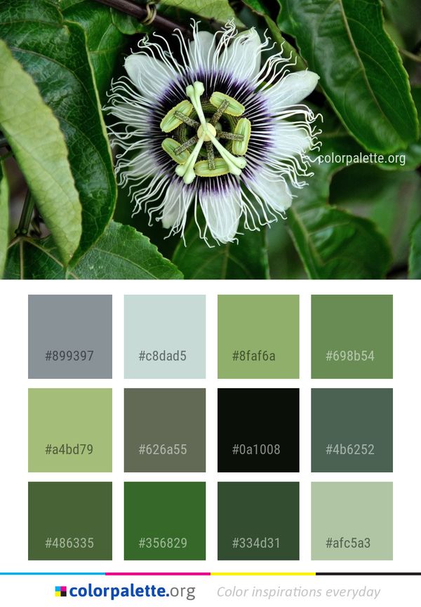 Flower Plant Passion Color Palette