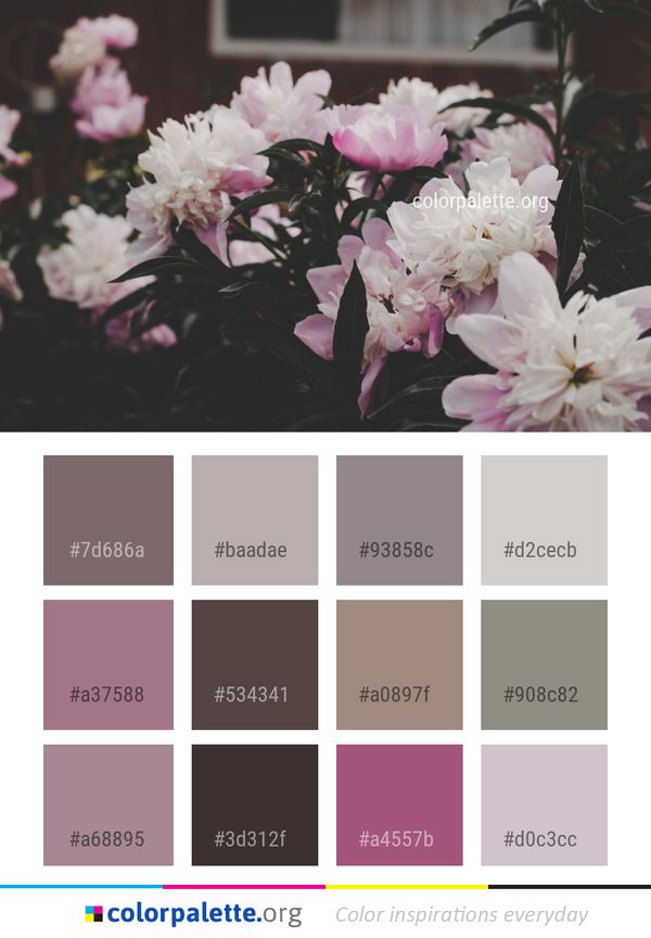 Flower Plant Pink Color Palette