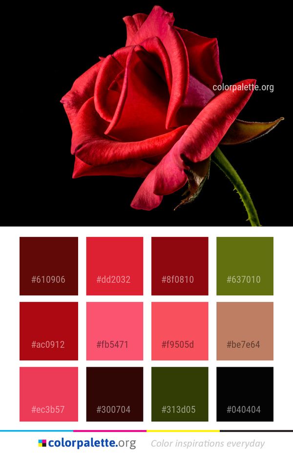 Flower Red Garden Roses Color Palette