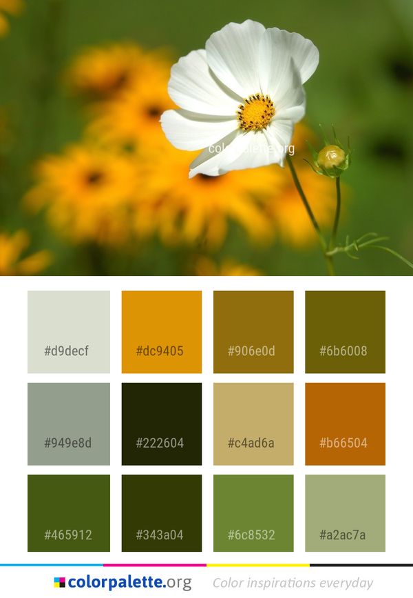 Flower Yellow Flora Color Palette