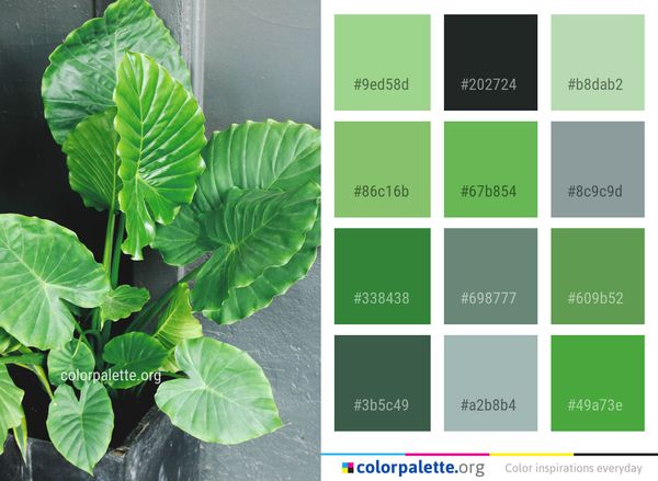 Plant Leaf Xanthosoma Color Palette
