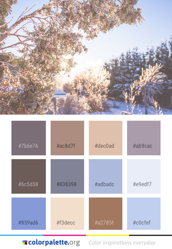 Winter Snow Tree Color Palette